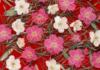 Схема вышивки «Подушка цветы»