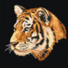 Схема вышивки «Тигр9»