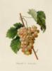 Схема вышивки «Серия ботаника-белый виноград»