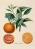 Серия ботаника-апельсин: оригинал