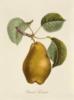 Схема вышивки «Серия ботаника-груша»