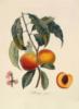 Схема вышивки «Серия ботаника-абрикос»