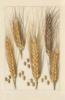Схема вышивки «Гербарий-сорта пшеницы1»