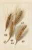 Схема вышивки «Гербарий-сорта пшеницы2»