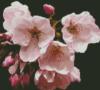 Cherry Blossom: оригинал