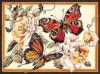 Схема вышивки «Бабочки и пионы»
