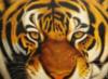 Схема вышивки «Тигруся»