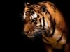 Схема вышивки «Тигр в предкушении добычи»