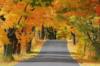 Схема вышивки «Осенняя дорога»