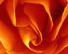 Схема вышивки «Роза оранжевая»