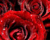 Схема вышивки «Розы красные»