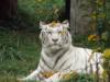 Тигр белый: оригинал