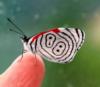Бабочка на пальце: оригинал