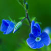 Схема вышивки «Подушка-синий цветок»