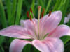 Pink lily: оригинал