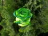 Схема вышивки «Зеленая роза»