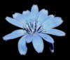 Схема вышивки «Синие цветы 3»