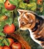 Схема вышивки «Кот и яблоки»