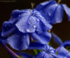 Схема вышивки «Синие цветы 5»