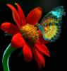 Бабочка и цветок: оригинал