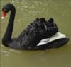 Черный лебедь на пруду: оригинал
