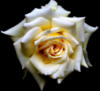 Схема вышивки «Подушка- белая роза »