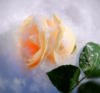 Схема вышивки «Розы бывают разные- снежная»