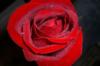 Схема вышивки «Розы бывают разные - алая»