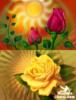 Схема вышивки «Розы и Солнце»