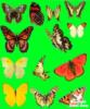 Схема вышивки «Бабочки на зеленом фоне»
