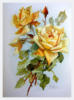 Схема вышивки «Солнечные розы »