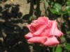 Роза розовая: оригинал