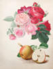 Схема вышивки «Розы и яблоки»