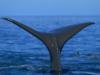 Схема вышивки «Хвост кита»