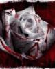 Схема вышивки «Кровавая роза»