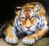 Схема вышивки «Внимательный тигр»
