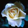 Подушка белая роза на черном: оригинал