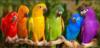 Разноцветные попугайчики: оригинал