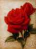 Схема вышивки «Красная роза (прав. часть)»