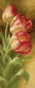 Розовые тюльраны (лев.часть): оригинал