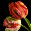 Схема вышивки «Parrot Tulips»