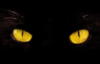 Схема вышивки «Кошачьи глаза»
