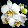 Схема вышивки «Подушкa - Orchids»