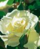 Схема вышивки «Сад одной розы»