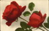Схема вышивки «Две розы»