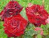 Схема вышивки «Бархатные розы»