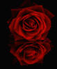 Схема вышивки «Красная роза любви»