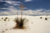 Белый песок, одинокое растение: оригинал