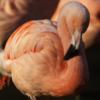 Подушка- фламинго: оригинал