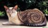Схема вышивки « серия крашеные кошки»